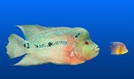 The Right Fishpond